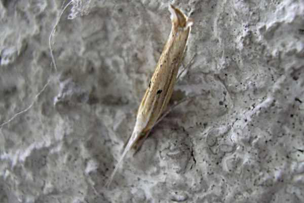 Ypsolopha nemorella