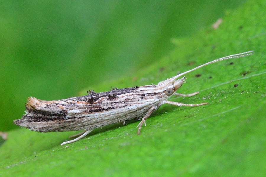 Ypsolopha scabrella