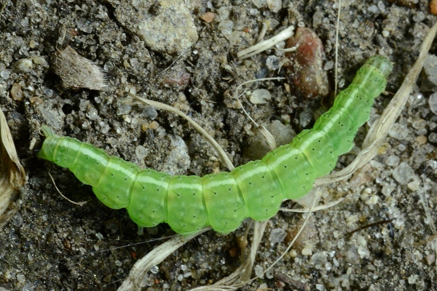 Ypsolopha scabrella