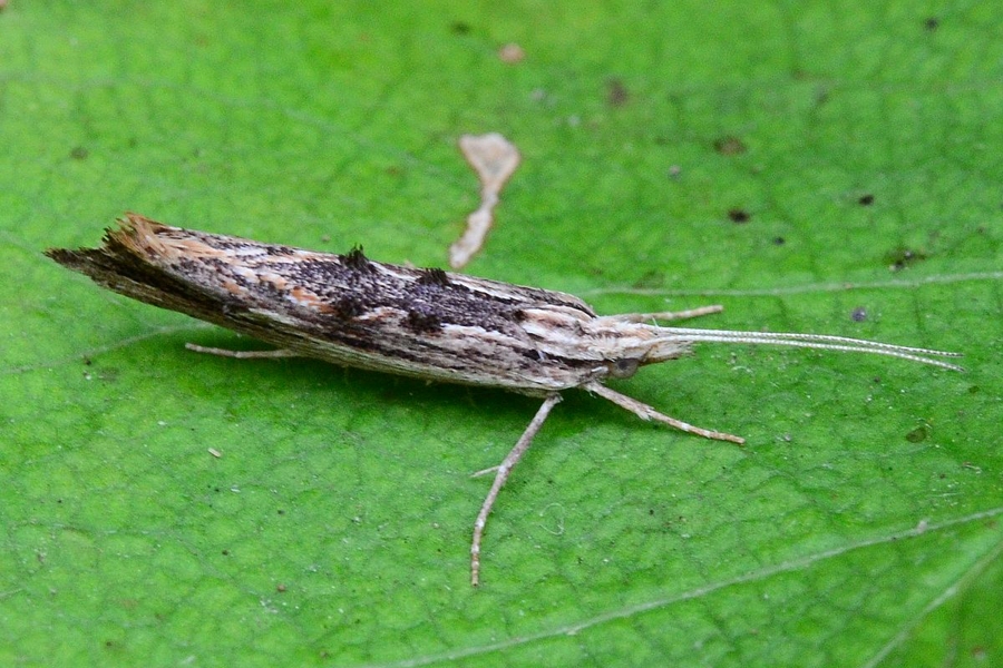 Ypsolopha scabrella