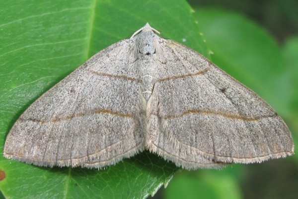 Scotopteryx mucronata