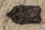 Acleris abietana