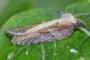 Acleris hastiana