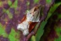 Acleris laterana