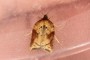 Acleris schalleriana