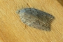 Acleris sparsana