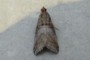 Acrobasis advenella