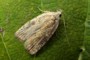 Agonopterix nervosa