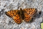 Boloria napaea