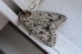 Acronicta aceris