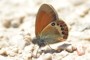 Coenonympha gardetta