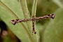 Amblyptilia acanthadactyla