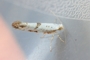 Argyresthia curvella