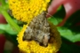 Choreutis pariana