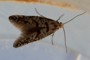 Argyresthia fundella