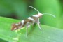 Argyresthia goedartella