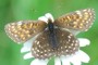 Melitaea diamina