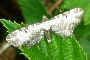 Eupithecia succenturiata