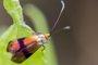 Nemophora fasciella