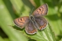 Lycaena helle