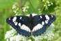 Limenitis reducta