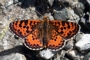 Melitaea trivia