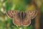 Lycaena tityrus