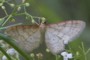 Idaea humiliata