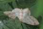 Idaea biselata