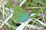 Callophrys rubi