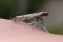 Caloptilia populetorum