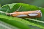 Catoptria conchella