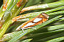 Catoptria pinella