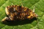 Celypha siderana