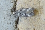 Chionodes electella