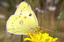 Colias alfacariensis