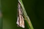 Crambus lathoniellus