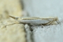 Crambus uliginosellus