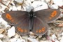 Erebia oeme