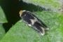 Ectoedemia albifasciella