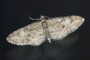 Eupithecia abbreviata