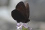 Erebia pluto