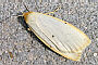 Cybosia mesomella