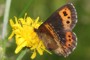 Erebia euryale