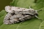 Acronicta cuspis