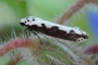 Ethmia bipunctata