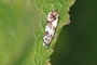 Eucosma campoliliana