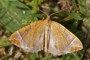 Eulithis testata