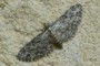 Eupithecia inturbata