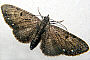 Eupithecia tripunctaria